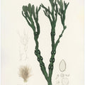 Art Prints of Bladder Wrack (fucus Vesiculosus)  Medical Botany