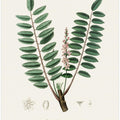 Art Prints of Boswellia Serrata Medical Botany