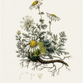 Art Prints of Chamomile (anthemis Nobilis) Medical Botany