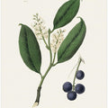 Art Prints of Cherry Laurel (prunus Laurocerasus) Medical Botany
