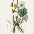 Art Prints of Coltsfoot (tussilago Farfara)  Medical Botany