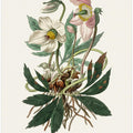 Art Prints of Christmas Rose (helleborus Niger)  Medical Botany