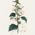 Art Prints of Common Marshmallow (althea Officinalis) Medical Botany