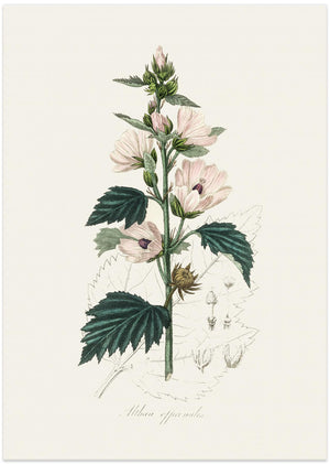 Art Prints of Common Marshmallow (althea Officinalis) Medical Botany