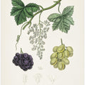 Art Prints of Common Grape Vine (vitis Vinifera) Medical Botany