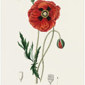 Art Prints of Common Poppy (papaver Rhoeas) Medical Botany