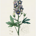 Art Prints of Delphinum Staphisagria Medical Botany