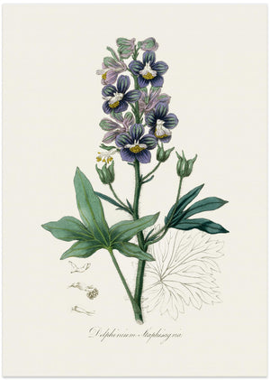 Art Prints of Delphinum Staphisagria Medical Botany