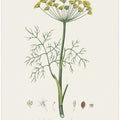 Art Prints of Dill (anethum Graveolens)  Medical Botany