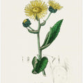 Art Prints of Elecampane (inula Helenium) Medical Botany