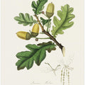 Art Prints of English Oak (quercus) Medical Botany