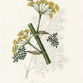Art Prints of Ferula Persica Medical Botany