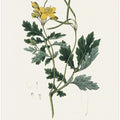 Art Prints of Greater Celandine (chelidonium Majus) Medical Botany