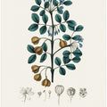 Art Prints of Guaiacwood (guaiacum Officinale) Medical Botany