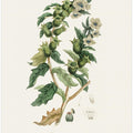 Art Prints of Henbane (hyoscyamus Niger) Medical Botany