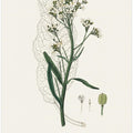 Art Prints of Horseradish (cochlearia Armoracia)  Medical Botany