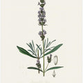 Art Prints of Lavender (lavandula Ipica)  Medical Botany