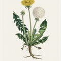 Art Prints of Leontodon Taraxacuma Medical Botany