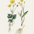 Art Prints of Lesser Spearwort (ranunculus Flammula) Medical Botany