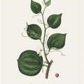 Art Prints of Lmilax Larsaparilla  Medical Botany