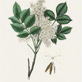 Art Prints of Manna Ash (fraxinus Ornus) Medical Botany