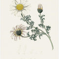 Art Prints of Mount Atlas Daisy (anthemis Pyrethrum) Medical Botany