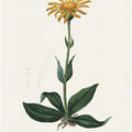 Art Prints of Mountain Arnica (arnica Montana) Medical Botany