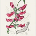 Art Prints of Mucuna Pruriens (dolichos Pruriens) Medical Botany