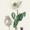 Art Prints of Opium Poppy (papaver Somniferum) Medical Botany
