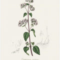 Art Prints of Oregano (origanum Vulgare) Medical Botany