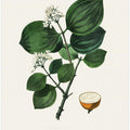 Art Prints of Poison Nu (strychnos Nux Vomica) Medical Botany