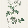 Art Prints of Poison Parsley (aethusa Cynapium) Medical Botany