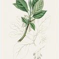 Art Prints of Sassafras (laurus Sassafras) Medical Botany