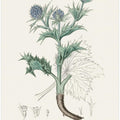 Art Prints of The Sea Holly (eryngium Mmaritimum) Medical Botany