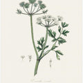 Art Prints of Water Dropwort (onanthe Grocata) Medical Botany