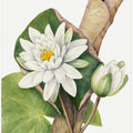 Art Prints of American Waterlily (1920)