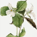 Art Prints of Large White Trillium