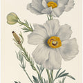 Art Prints of Matilija Poppy