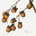 Art Prints of Persimmon (1920)