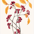 Art Prints of Red Chokeberry (1920)