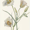 Art Prints of Sego Lily