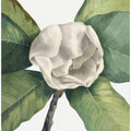 Art Prints of Southern Magnolia (1918)