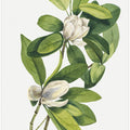 Art Prints of Swamp Magnolia (1918)