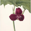 Art Prints of Sweet Trillium
