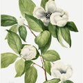 Art Prints of Virginia Stewartia (1925)