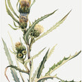 Art Prints of White Thistle