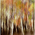 Autumn birch