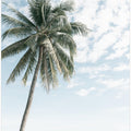 Palm tree at the beach 2