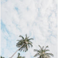 Palm trees in the sky