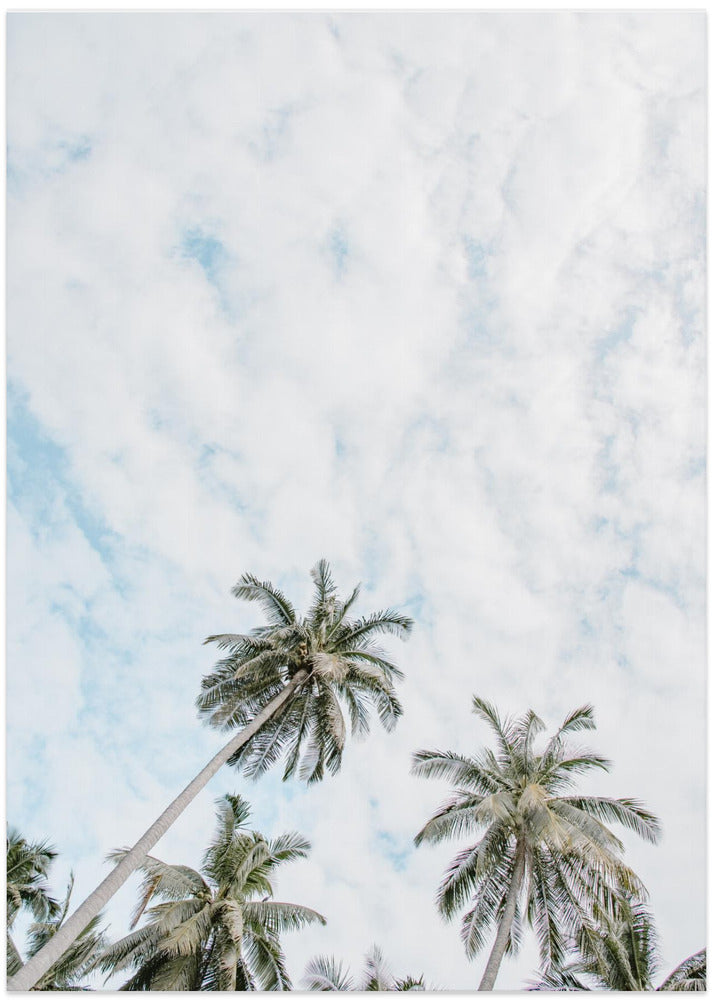 Palm trees in the sky